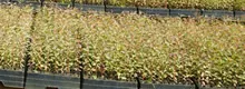 Eucalyptus clones